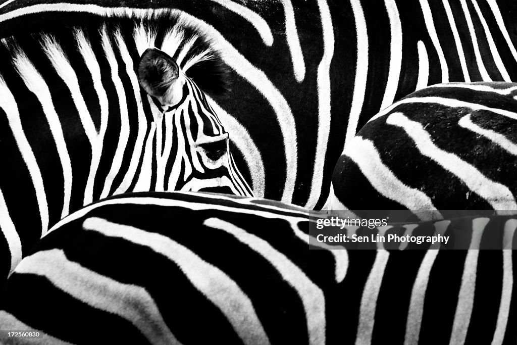 Zebra's eye