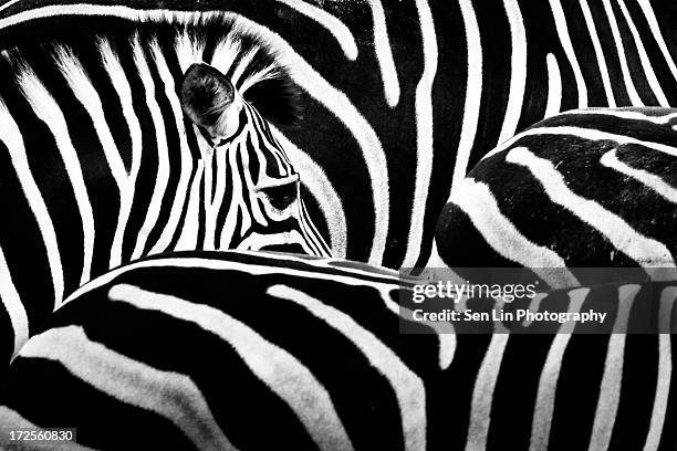 zebra's eye - zebra stock pictures, royalty-free photos & images