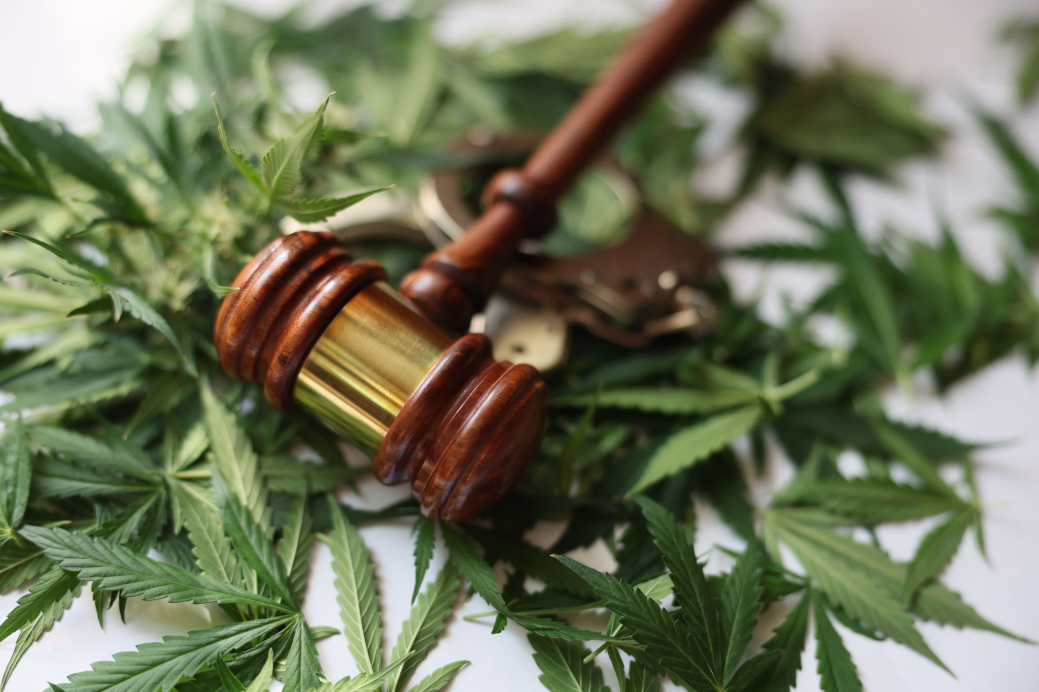 cannabis policy