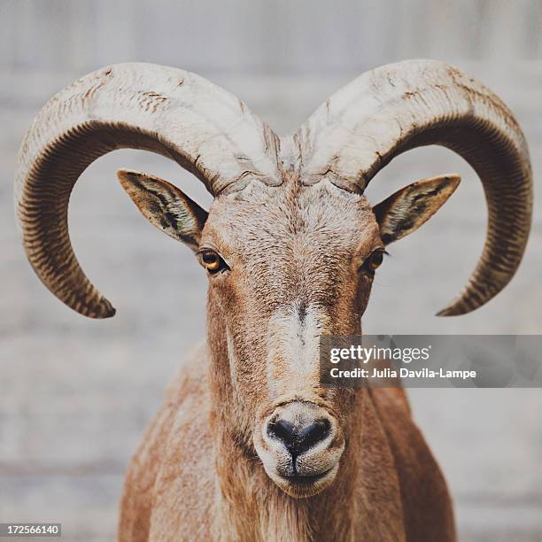 barbary sheep - casalinga stockfoto's en -beelden