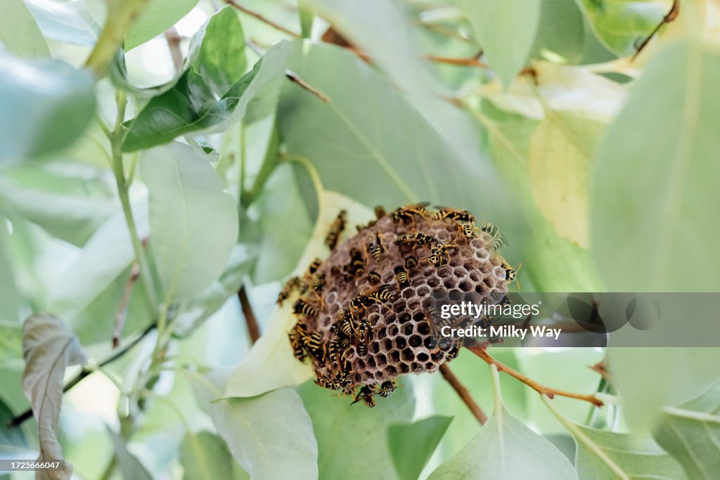 Small Insect Nests Small Wasp Nest With Wasps On A Tree Branch Selective Shot High-Res ...