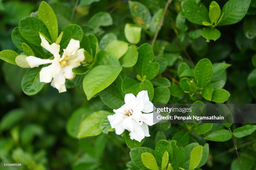 Gardenia,  Rubiaceae Small perennials leaves are rounded, oval, pointed leaves, single flowers from the apex or the end of the branch. flowers are fragrant, White flower blooming and green leaves in garden on nature background
