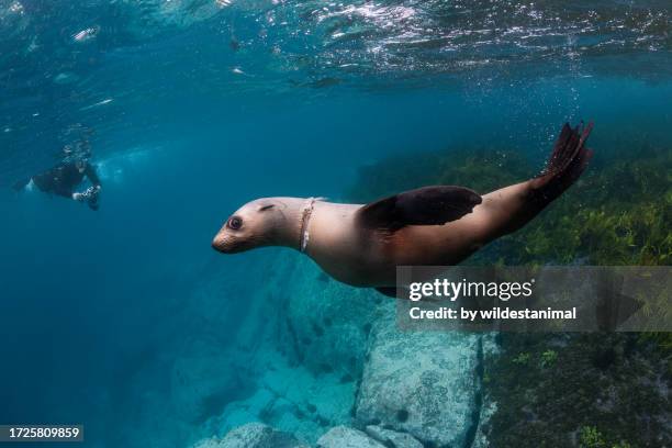 australian fur seal with plastic wrapped around it's neck. - plastic animals stock pictures, royalty-free photos & images