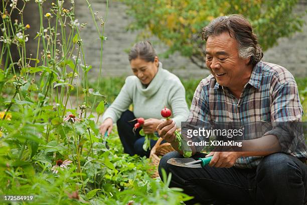 senior couple in garden - mature adult gardening stock pictures, royalty-free photos & images
