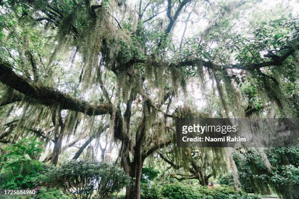 spanish moss hanging from live oak trees in new orleans - naomi woods stock-fotos und bilder