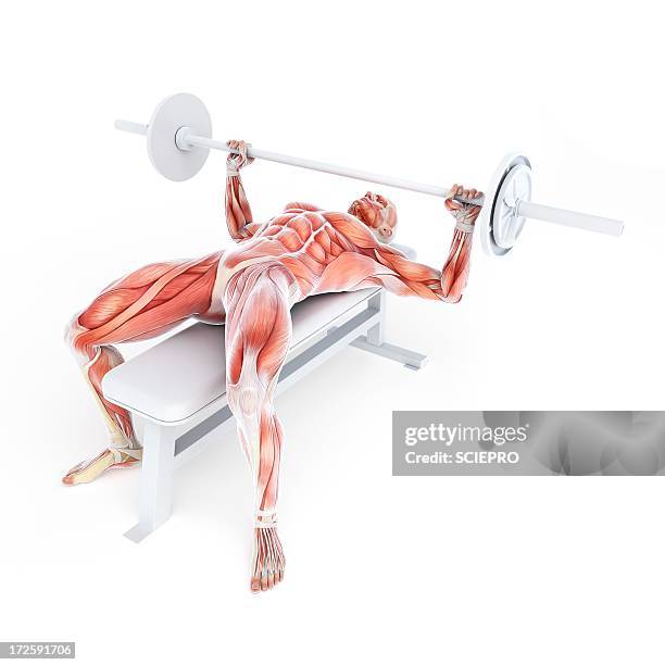 bodybuilder, artwork - bench top view stock illustrations