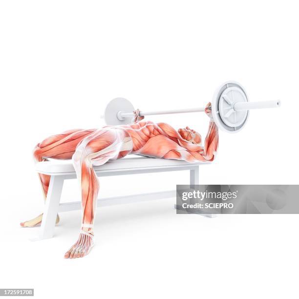 bodybuilder, artwork - bench press stock illustrations