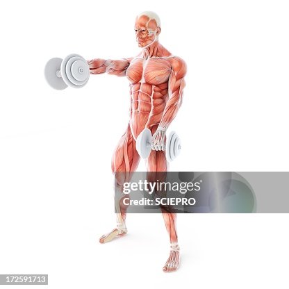 Bodybuilder, artwork Bodybuilder, artwork