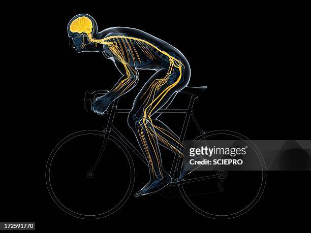 ilustrações de stock, clip art, desenhos animados e ícones de cyclist, artwork - tronco cerebral