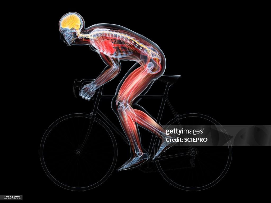 Cyclist Artwork High-Res Vector Graphic - Getty Images