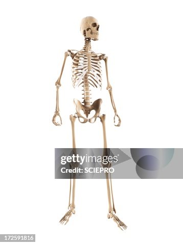 Skeleton, artwork Skeleton, artwork