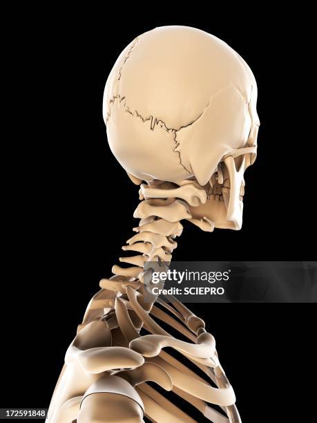 skeleton, artwork - shoulder bone stock illustrations