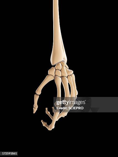 hand bones, artwork - menschliches skelett stock-grafiken, -clipart, -cartoons und -symbole