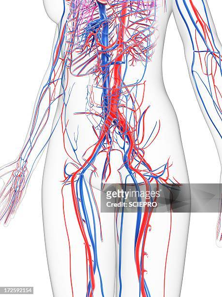 ilustraciones, imágenes clip art, dibujos animados e iconos de stock de female vascular system, artwork - vena cava vena humana