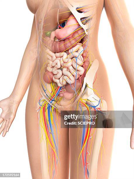 ilustrações, clipart, desenhos animados e ícones de female anatomy, artwork - central nervous system