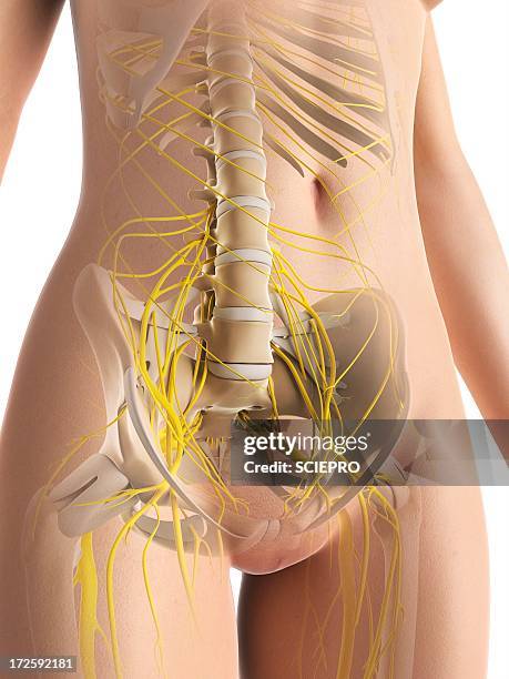 ilustrações, clipart, desenhos animados e ícones de female nervous system, artwork - central nervous system