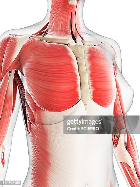 female musculature, artwork - pectoralis stock illustrations