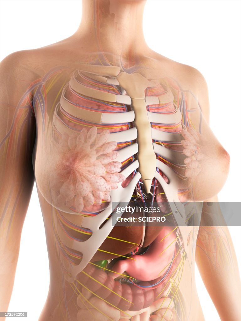 Female anatomy, artwork