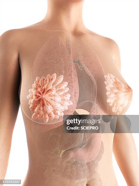 stockillustraties, clipart, cartoons en iconen met breast anatomy, artwork - human gland