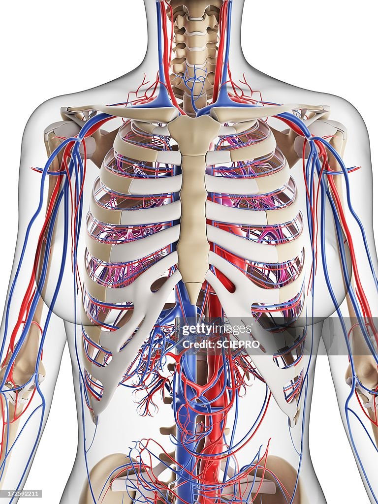 Female cardiovascular system, artwork