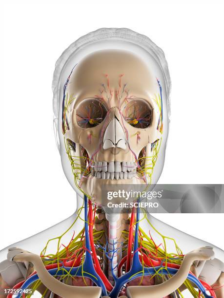 female anatomy, artwork - carotid artery stock illustrations