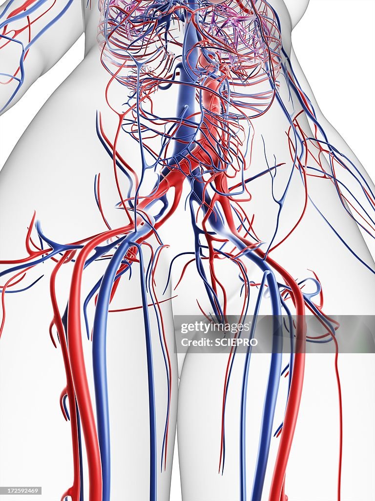 Female vascular system, artwork