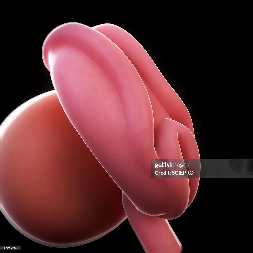 Embryo At 4 Weeks Artwork High Res Vector Graphic Getty Images Embryo at 4 weeks artwork high res vector graphic getty images