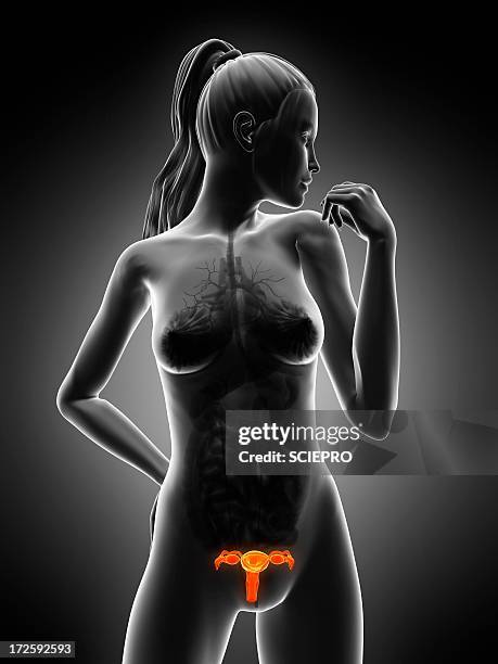 ilustrações, clipart, desenhos animados e ícones de female reproductive system, artwork - trompa de falópio órgão reprodutor feminino