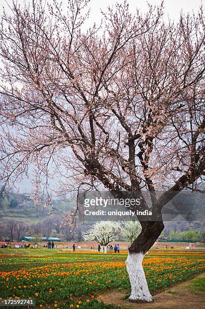 almond tree in a tulip garden, srinagar, jammu and kashmir, india - almond blossom in kashmir stock pictures, royalty-free photos & images