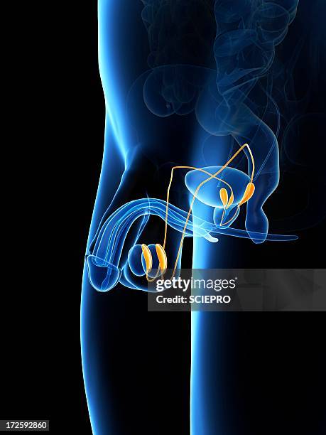 penis anatomy, artwork - testis stock-grafiken, -clipart, -cartoons und -symbole