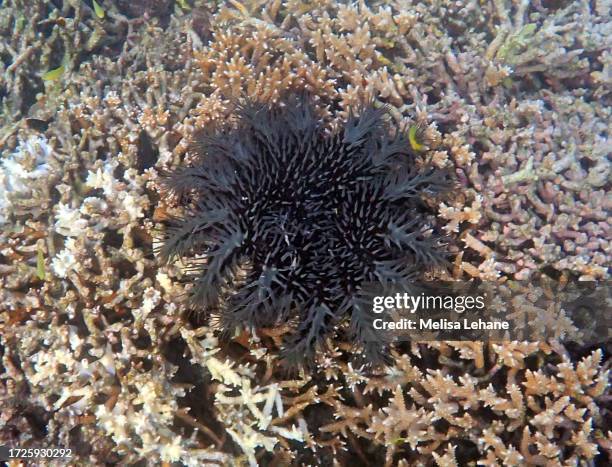 crown of thorns starfish - acanthaster planci stock pictures, royalty-free photos & images