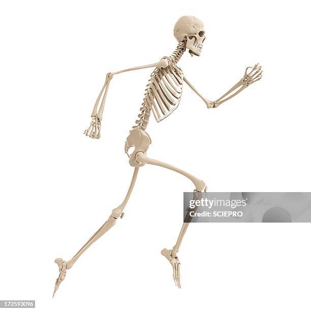 ilustrações de stock, clip art, desenhos animados e ícones de running skeleton, artwork - esqueleto humano