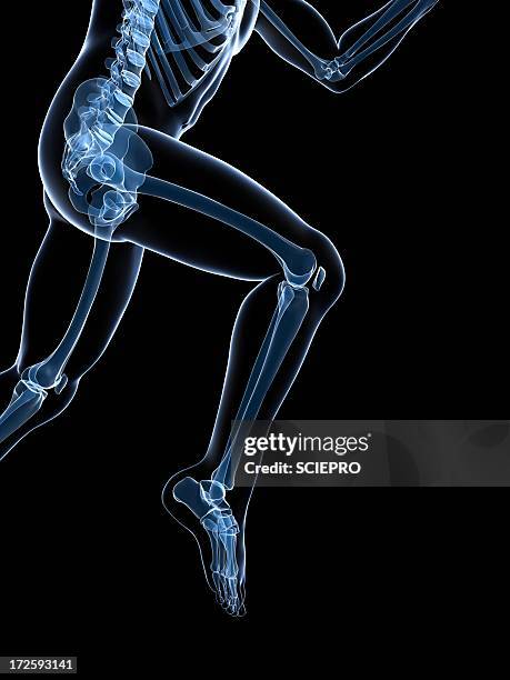 running skeleton, artwork - pelvic exercise stock illustrations