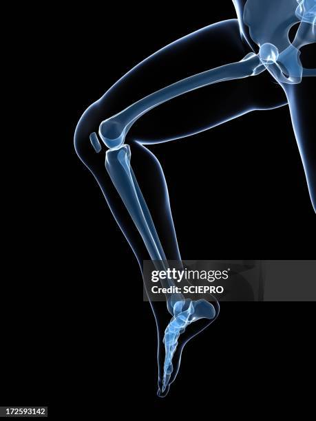 running skeleton, artwork - pelvic exercise stock illustrations