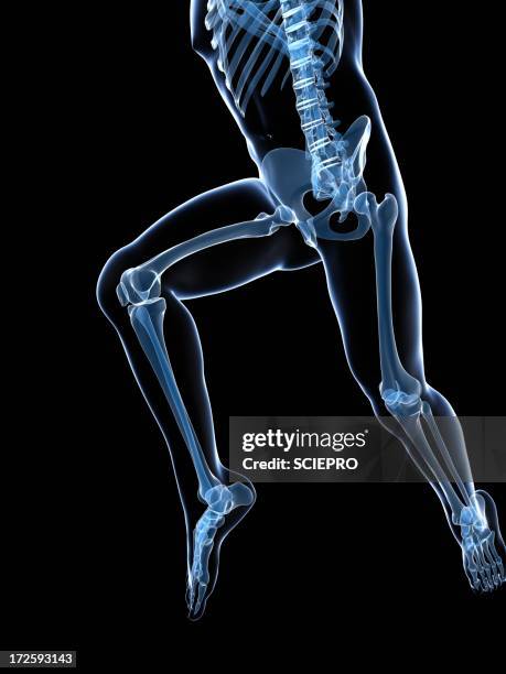 running skeleton, artwork - pelvic exercise stock illustrations