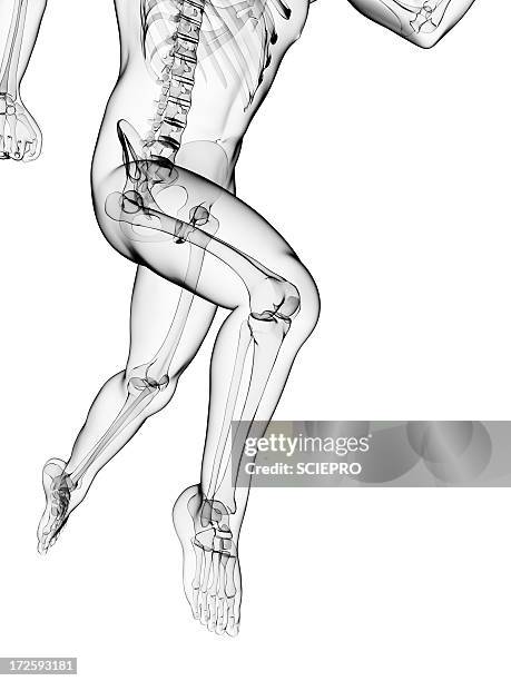 running skeleton, artwork - pelvic exercise stock illustrations