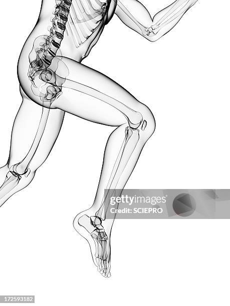 running skeleton, artwork - pelvic exercise stock illustrations