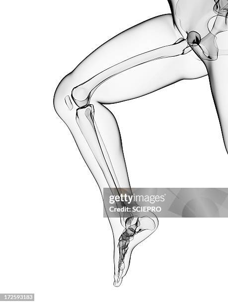 running skeleton, artwork - pelvic exercise stock illustrations