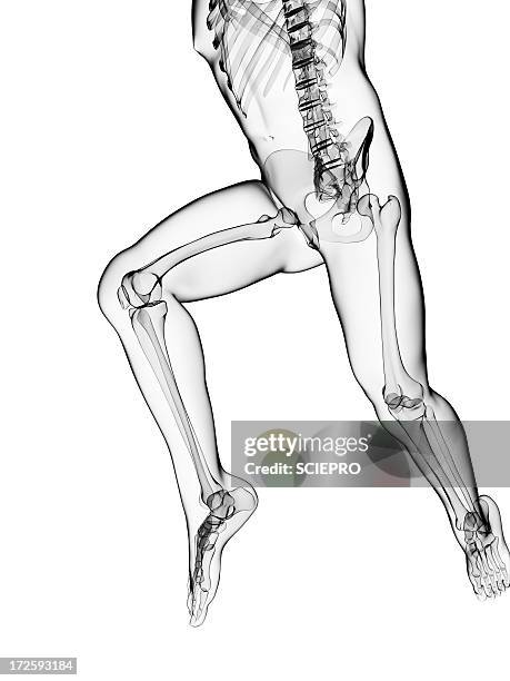 running skeleton, artwork - pelvic exercise stock illustrations