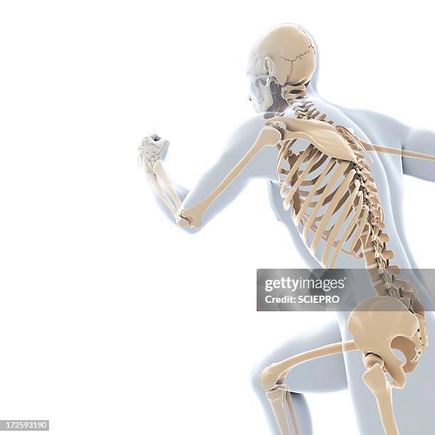 running skeleton, artwork - pelvic exercise stock illustrations