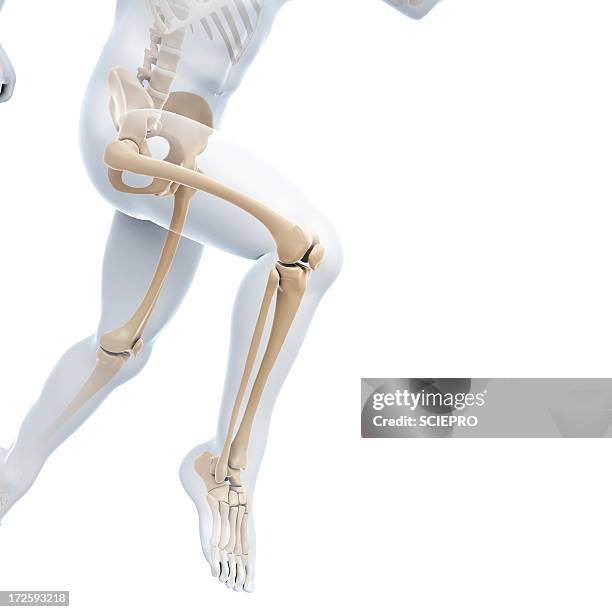 running skeleton, artwork - pelvic exercise stock illustrations