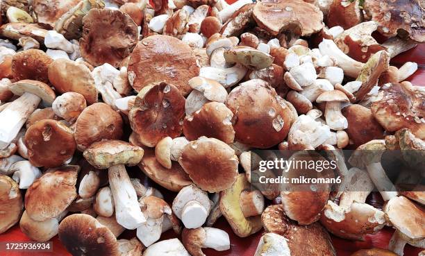 very large amount of boletus edulis (cep, penny bun, porcino or porcini), edible mushroom - boletus reticulatus stock pictures, royalty-free photos & images