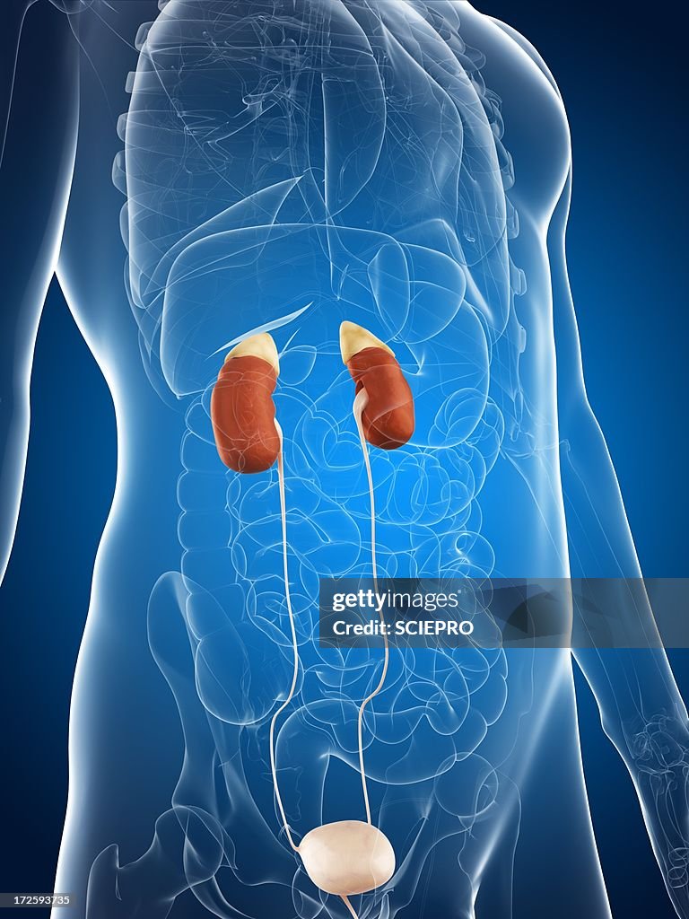 Male Urinary System Artwork High-Res Vector Graphic - Getty Images