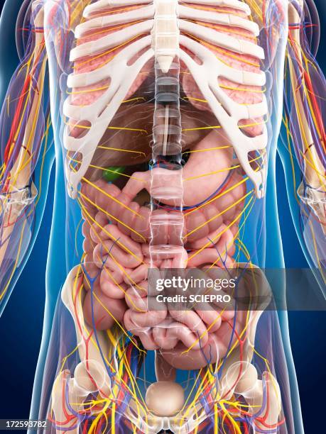 1.041 Male Anatomy Abdomen Stock Photos, High-Res Pictures, and Images ...