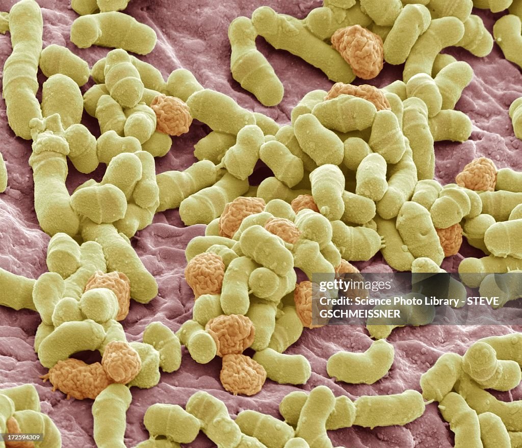 Athlete's foot fungus, SEM