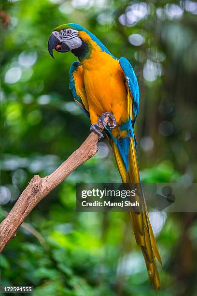 blue-and -yellow macaw - blue and yellow macaws stock-fotos und bilder