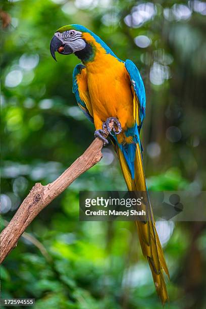 blue-and -yellow macaw - guacamayo fotografías e imágenes de stock