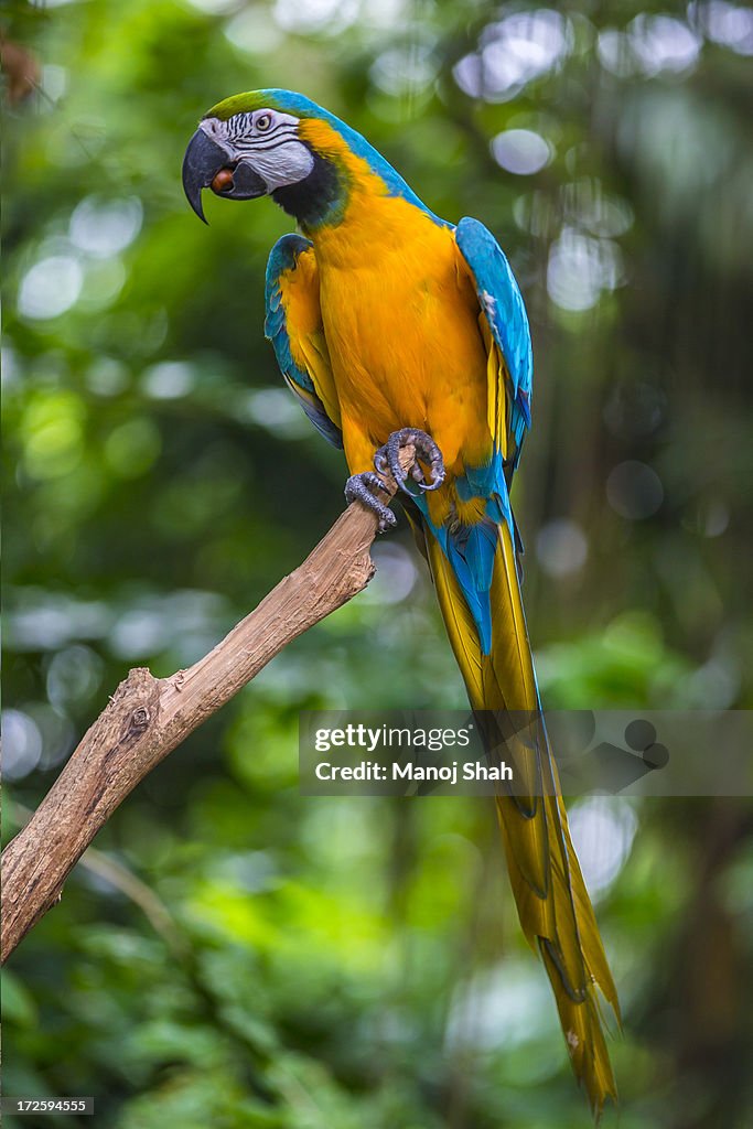 Blue-and -yellow Macaw