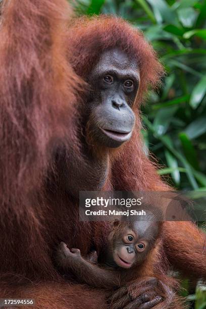 bornean orangutan baby with mother - baby orangutan stockfoto's en -beelden