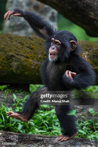 chimpanzee youngster playing - chimpanzees stock pictures, royalty-free photos & images